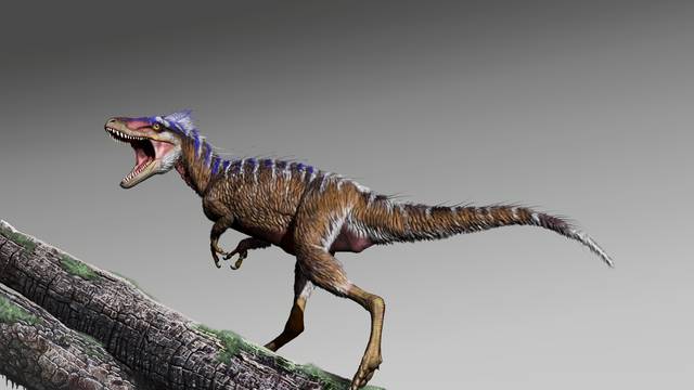 Cretaceous Period dinosaur Moros intrepidus whose fossils were unearthed in central Utah in this artist reconstruction