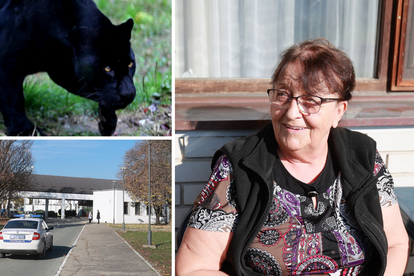 U lovu na crnu panteru u šumi na granici s Hrvatskom: 'Ako je vidiš, nemoj je gledati u oči'