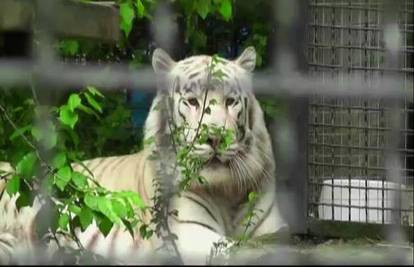 Novi život: Bijeli tigrići okotili se u zoološkom vrtu u Jalti
