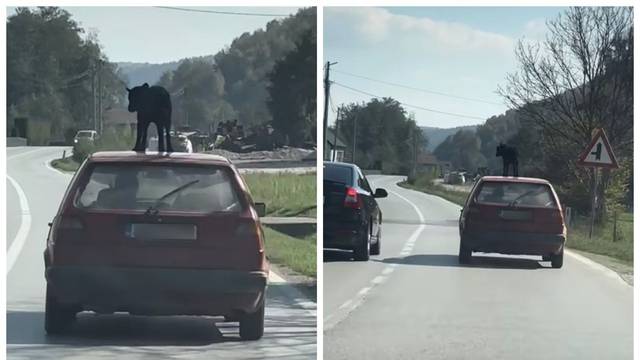 VIDEO Vozio psa na krovu auta u BIH pa užasnuo ljude: 'Muči životinju i ugrožava promet...'