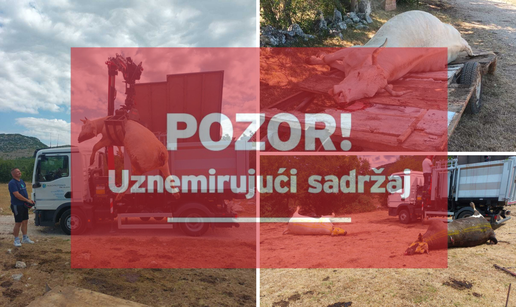 Očajni stočari za 24sata: 'Tuga i jad je u nas pod Svilajom. Meni je 15 krava uginulo, susjedu 4'
