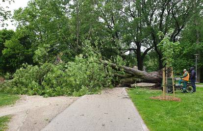 Skoro palo na školarce: Vjetar srušio stablo visoko 20 metara