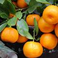 Sedam mandarina dnevno radi čuda: Dokazano čine ljepšima