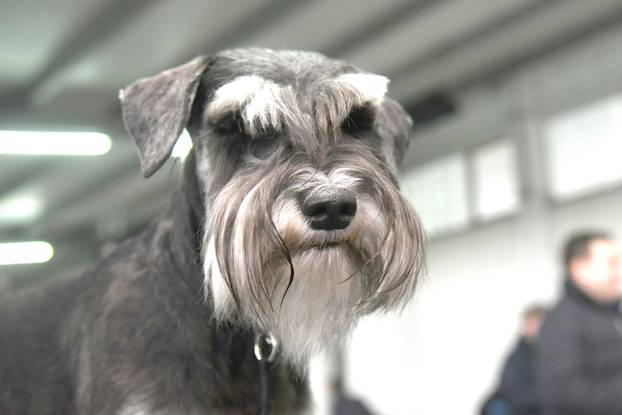 Bjelovar: Nacionalna izložba pasa održana je na sajamskom prostoru u Gudovcu