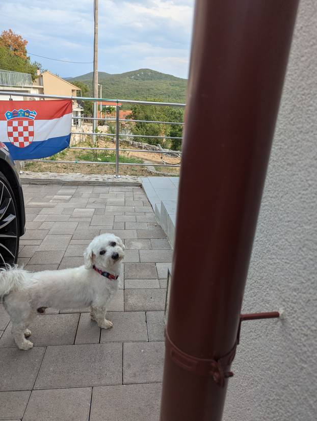 ŠAPE GORE! Ovako navijaju za repku ljubimci naših čitatelja