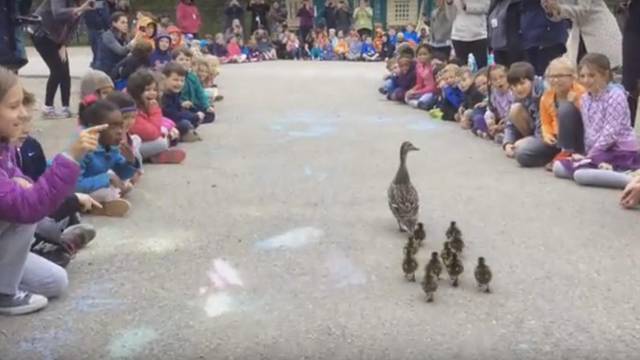 Cijela škola ispratila patku s pačićima do obližnjeg jezera