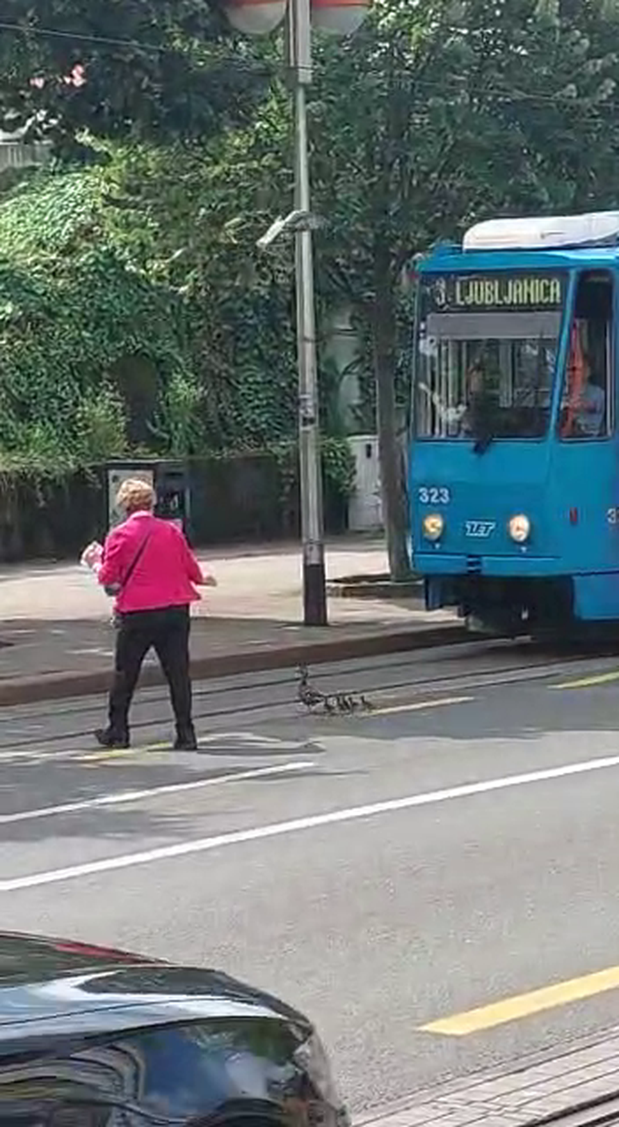 VIDEO Žena zaustavila promet u Zagrebu kako bi patkice prešle cestu: 'Čekaj da pačići prođu!'