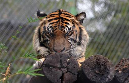 Šangaj: Tigar ubio čuvara ZOO-a dok je čistio kavez