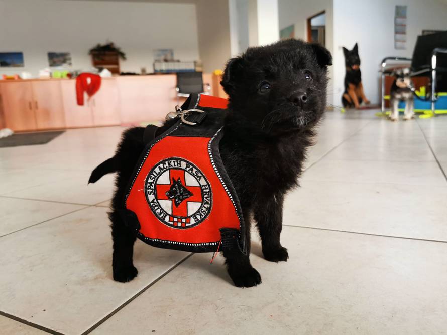 Udomite nas! I mi ćemo jednog dana biti heroji koji spašavaju!