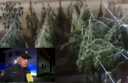 U Petrinji su zaplijenili travu  vrijednu 60.000 eura. Načelnik policije: 'Kvaliteta je odlična'