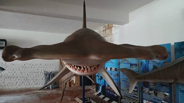 FOTO 'Ugroženi čuvari oceana' stigli su u Pulu: 'Uskoro izložba, a imat ćemo i žive primjerke!'