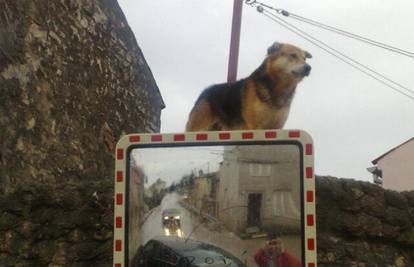 Pas u Galižani pozorno je nadgledao promet na cesti