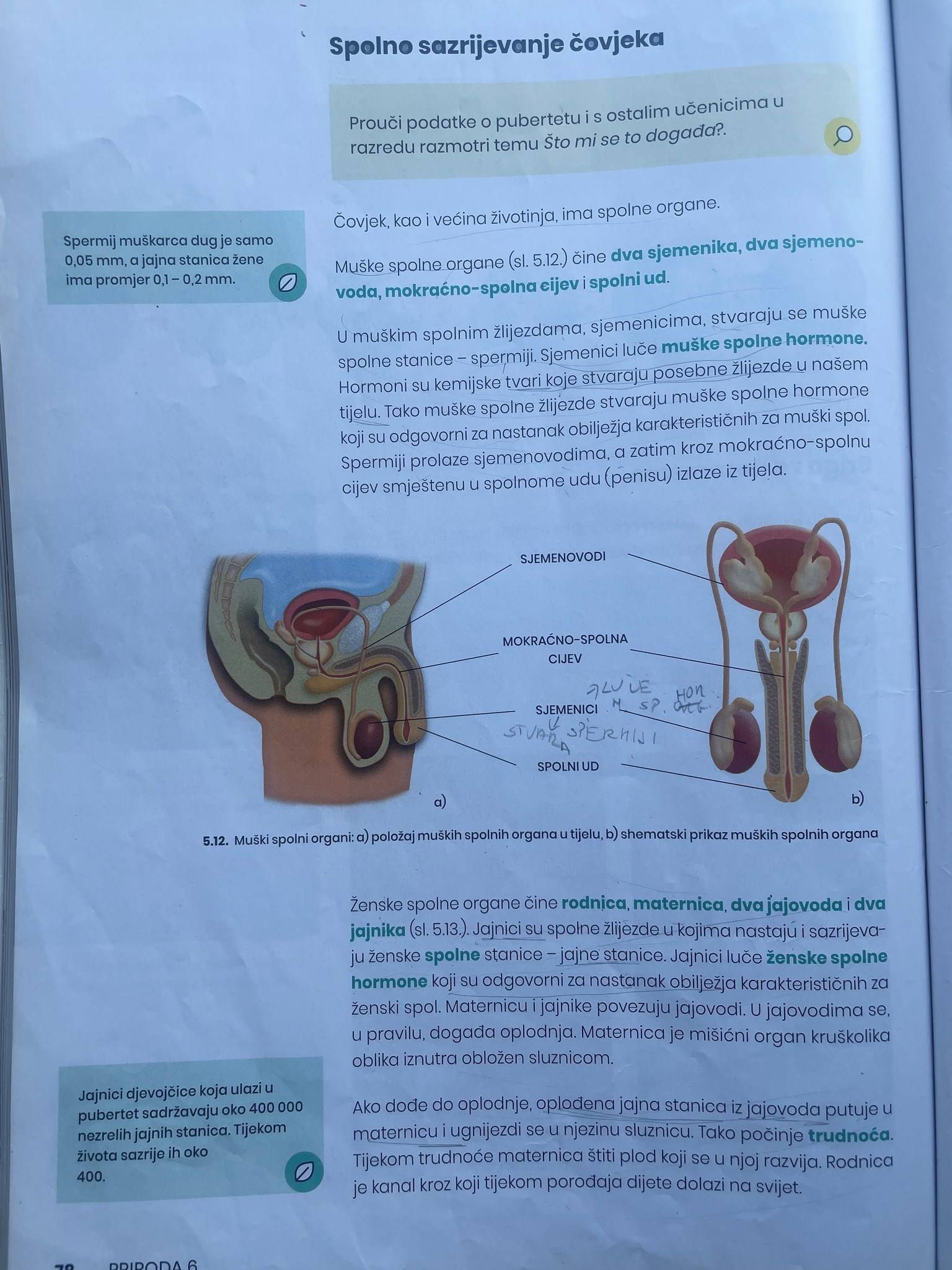 Ovo je udžbenik za 6. razred, pogledajte kako su prikazali muški, a kako ženski organ!