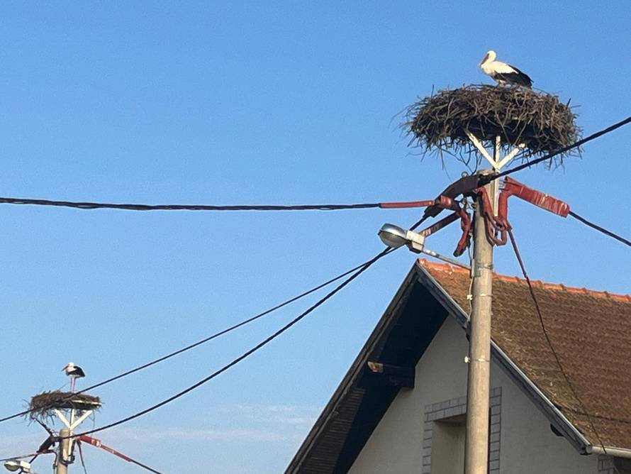 Vratile se prve rode u Zagreb: Stigle iz Afrike i našle gnijezda