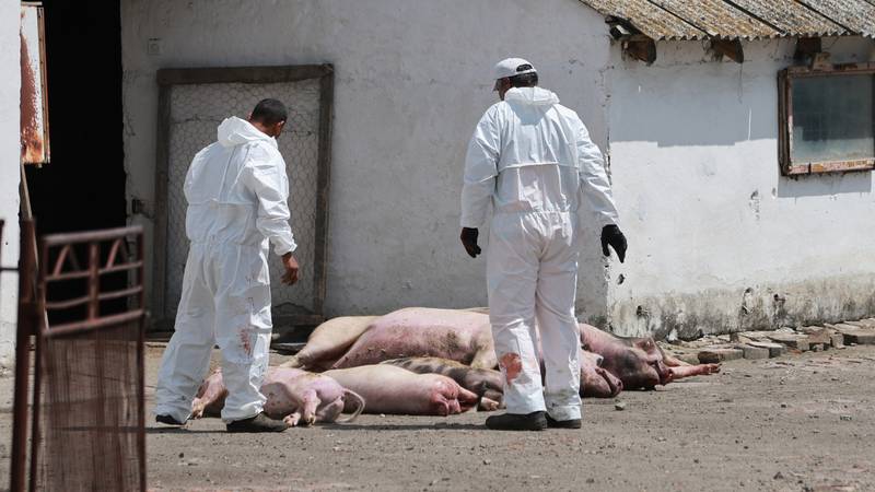 Novi val afriške prašičje kuge ogroža hrvaški sektor prašičereje