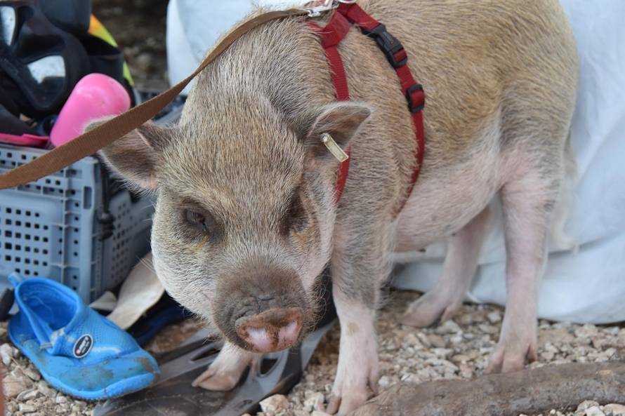 Ona je hit: 'Naša mala svinjica svakome na plaži uljepša dan'