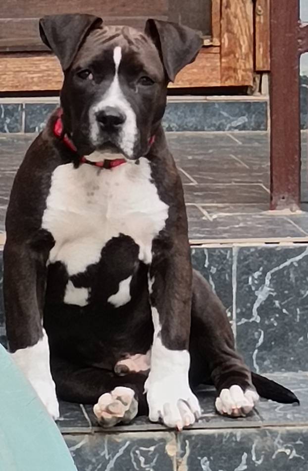 SUPER FOTKE vaših ljubimaca! Neki bi mogli biti viralni hit, ali svi su jednostavno neodoljivi