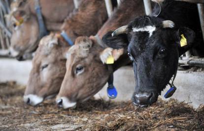Počela kontrola: Inspekcija na farmama proizvođača mlijeka