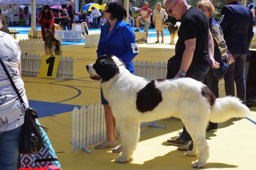 Pseći show: Američki golokoži u ringu s moskovskim čuvarom