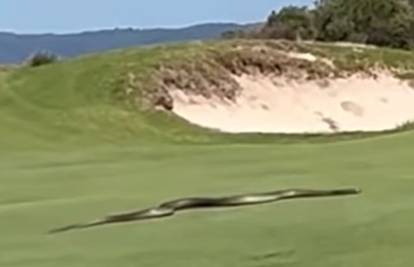VIDEO Ogromna zmija otrovnica šokirala golfere: 'Mislim da bih se srušio kada bih ju vidio'