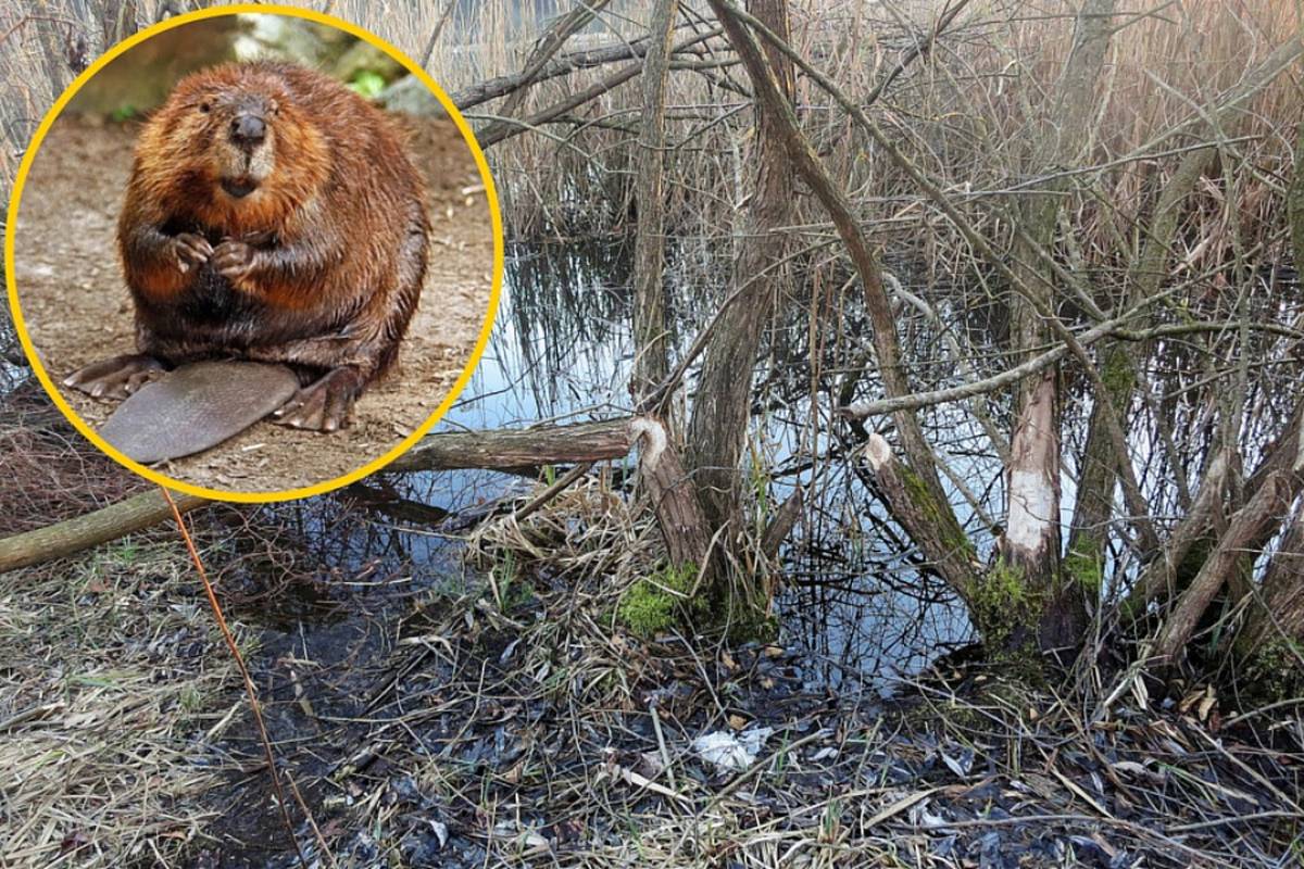 Dabrovitica: Kolonija dabrova brani ribu od agresivnih vidri