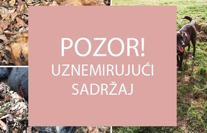 Užas kod Vrbovca: 'Našli smo naše pse, netko ih je ustrijelio'