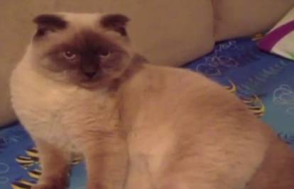 Sibirci žele mačka Barsika za gradonačelnika