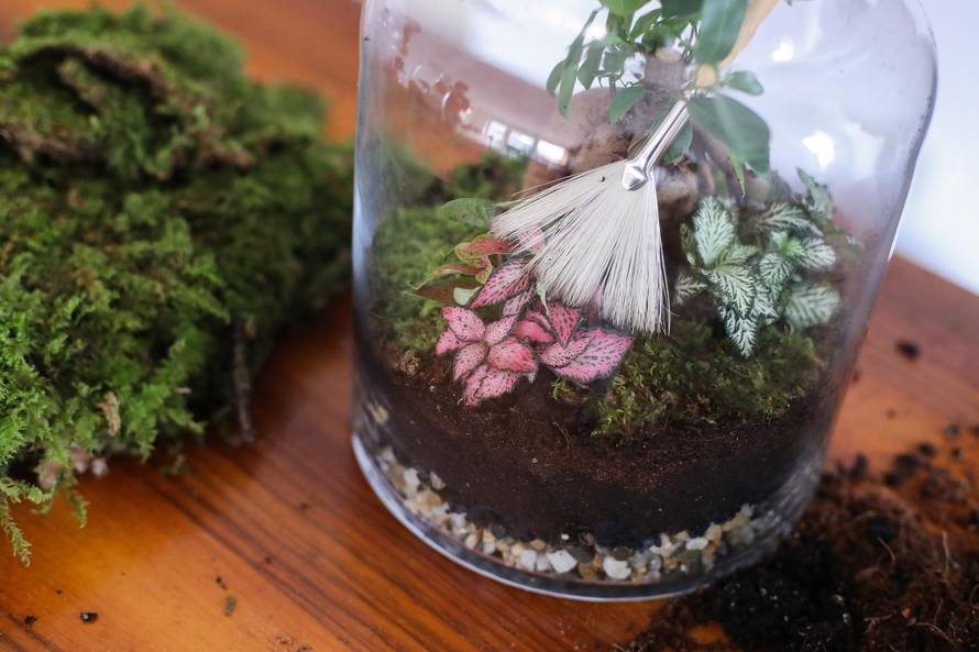 Vrt u posudi: Biljke u terariju trebaju decilitar vode godišnje
