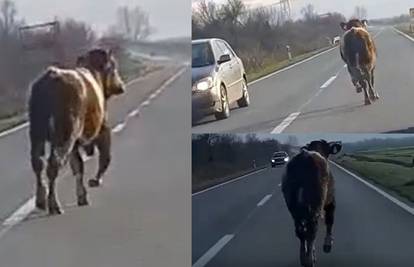 Odbjegla krava trčala po cesti, auti je izbjegavali u Turopolju