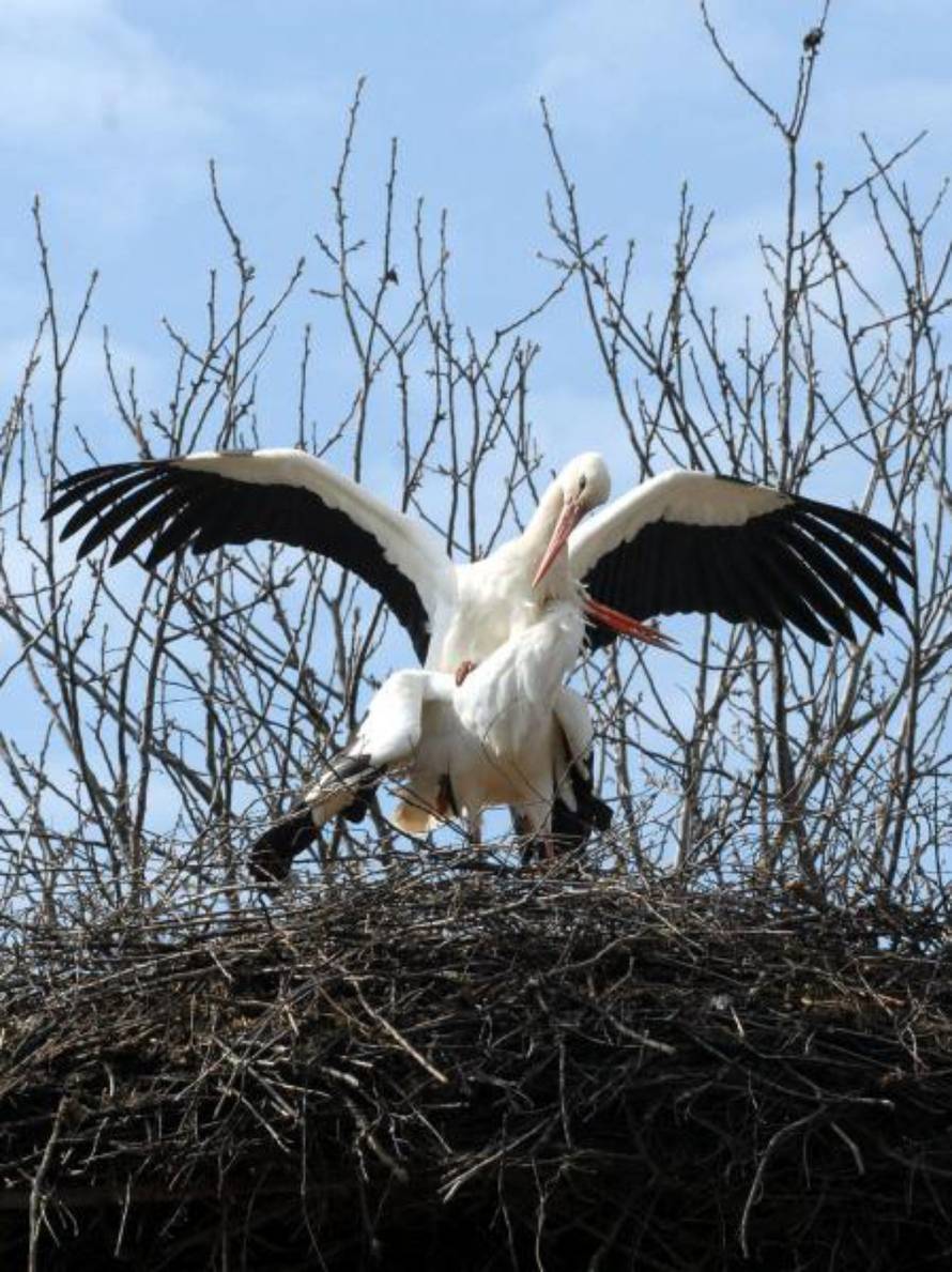 Ivica Galović/PIXSELL