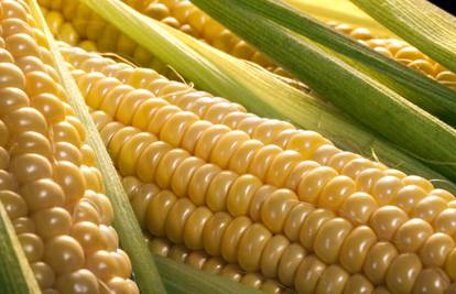 EK: Proizvođačima sjemenskog kukuruza u Hrvatskoj odobreno milijun eura potpore