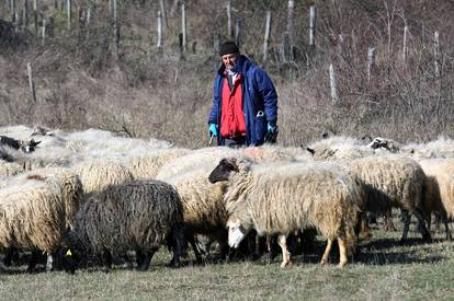 Šibenik: Stado ovaca na ispaši