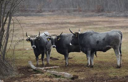 Neukrotiva trojka: Krave bježe od gazde već deset mjeseci