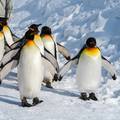 Pogledajte dokumentarac o pingvinima i ponešto naučite