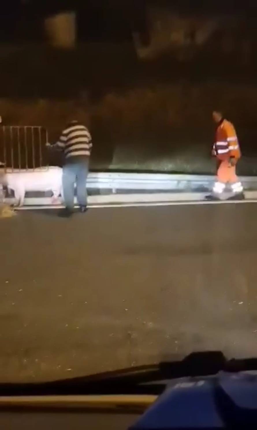 VIDEO 'Neću u špek i kobasice!' Svinja zbrisala iz prikolice kod Otočca, lovili je i radnici HAC-a