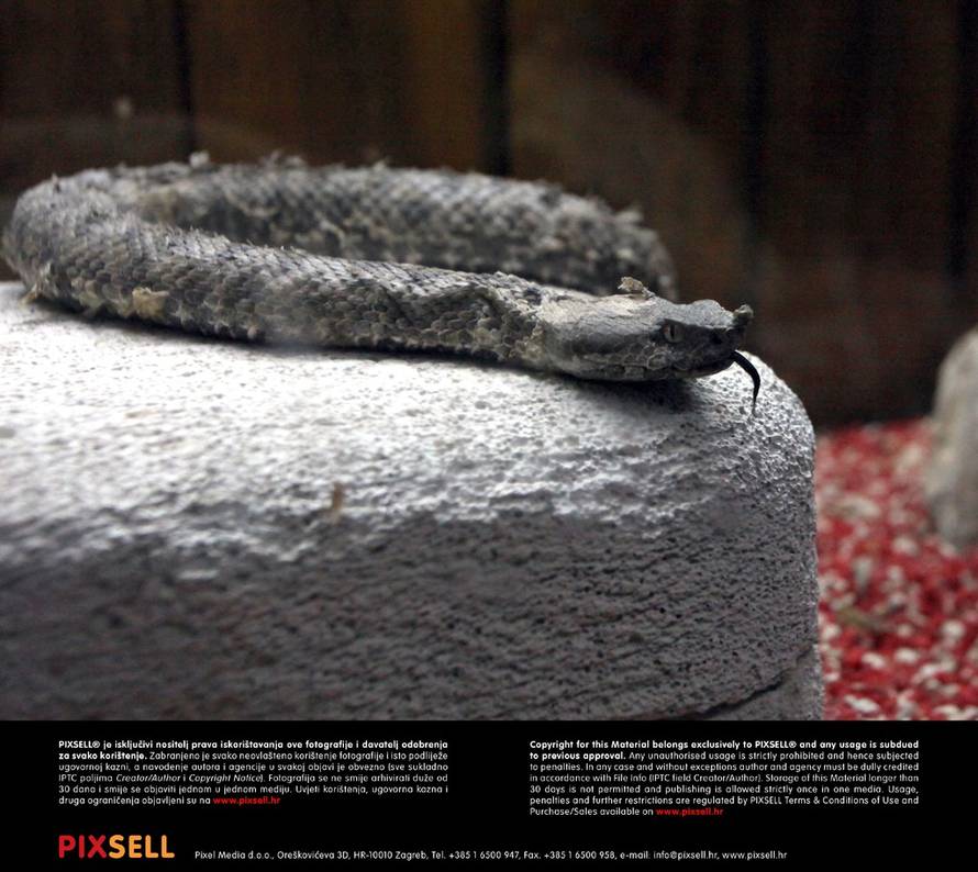 Željko Mršić/PIXSELL