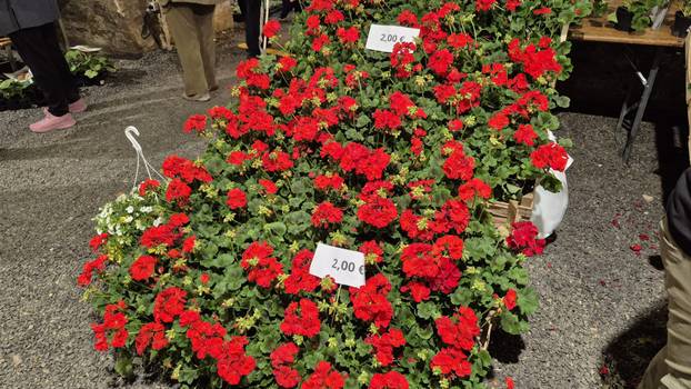 FOTO Cvjetni spektakl u Slavonskom Brodu: Florafest okupio više od 50 izlagača