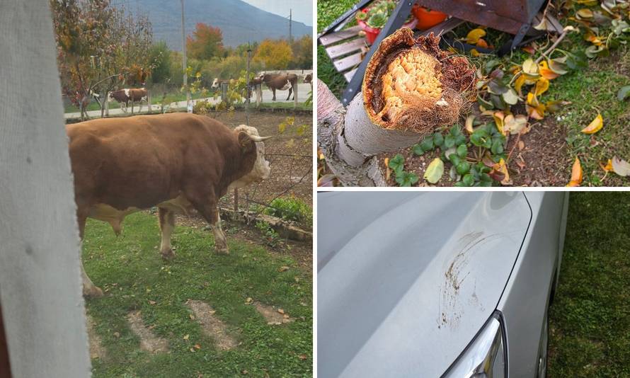 VIDEO Bika koji terorizira ljude u Gračacu su usmrtili: 'Luta bez nadzora, opasan je za okolinu!'