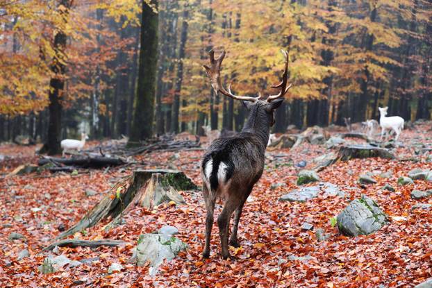 Delnice: Jeleni lopatari u park šumi Japlenški vrh