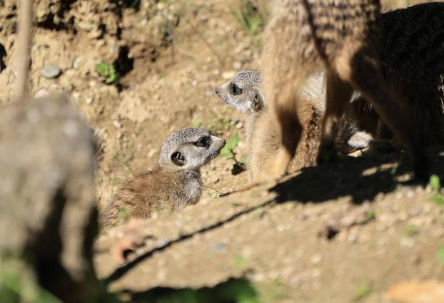 Zagreb: Tri mladunca merkata novi su stanovnici Zoološkog vrta