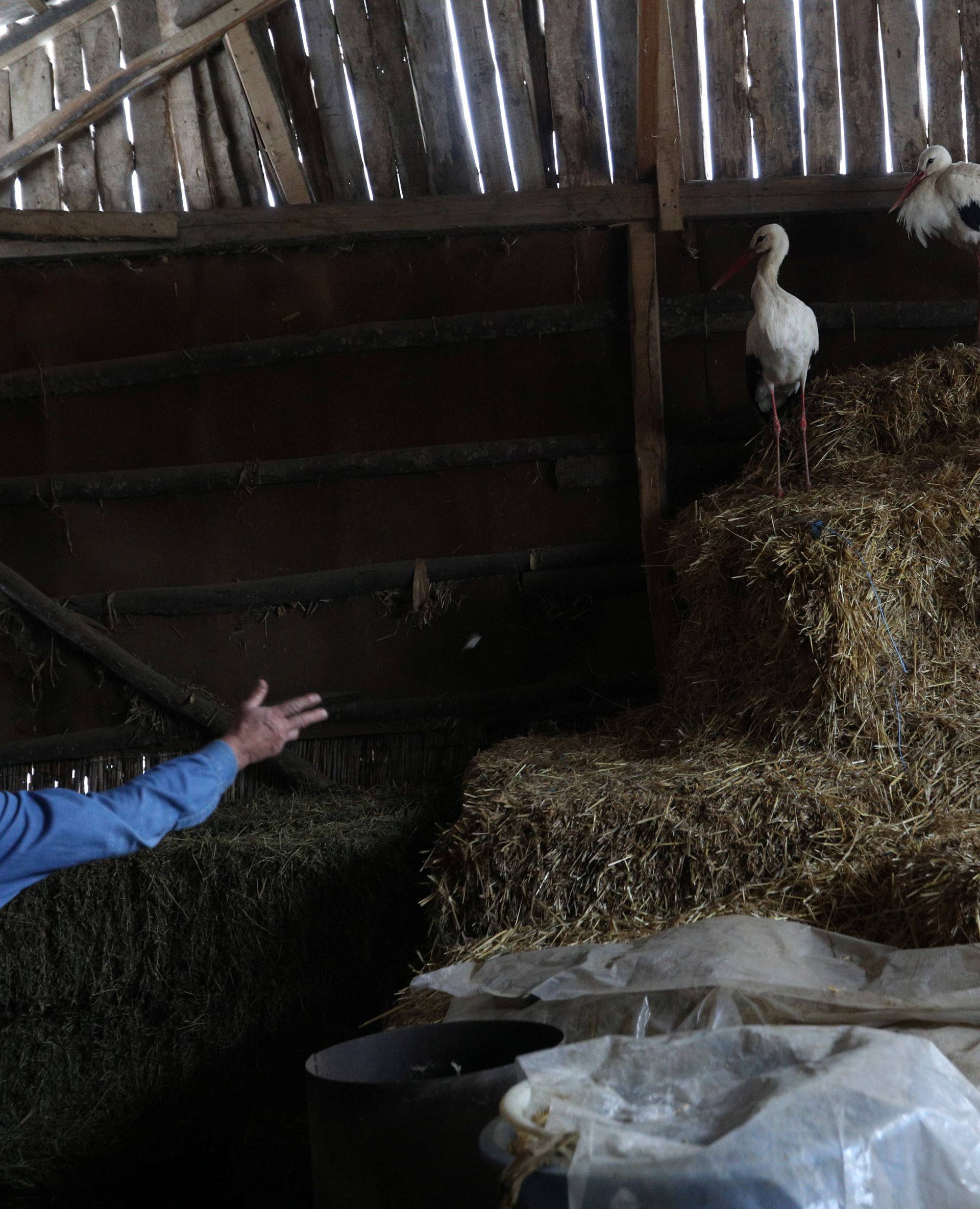 Bulgarian man feeds storks that he saved in the village of Chernik