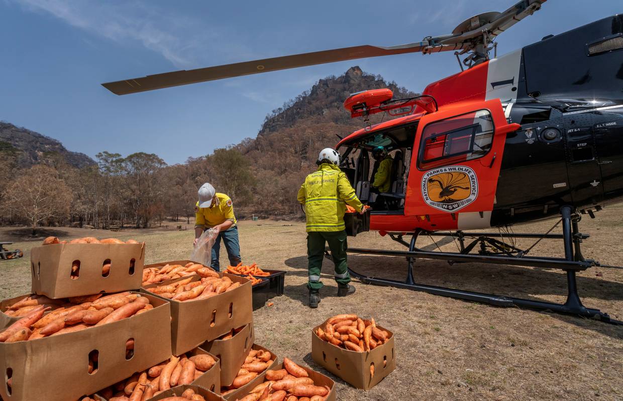 U Australiji gladne životinje nakon požara hrane iz zraka