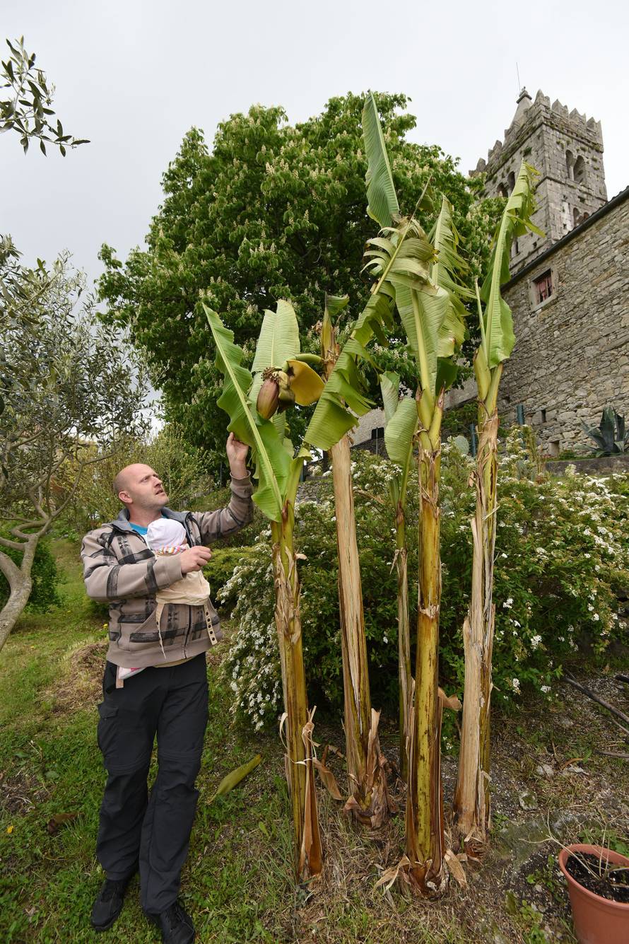 Čeka plodove: Kad se najmanje nadaš, u vrtu ti narastu banane