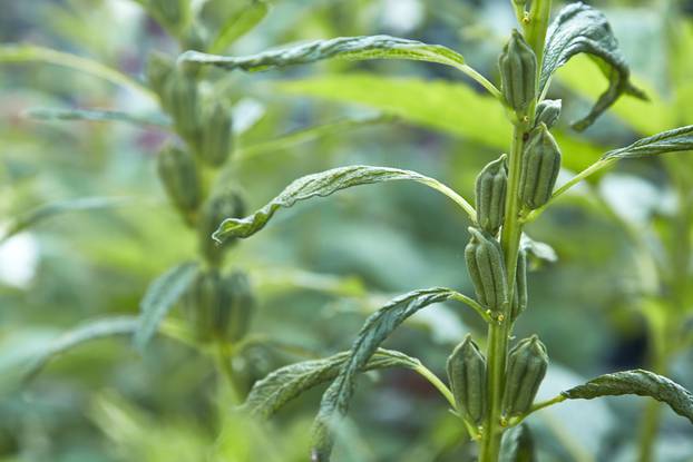 fresh sesame plant