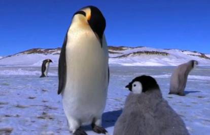 Robo-pingvin istražuje ponašanje kraljevskih pingvina