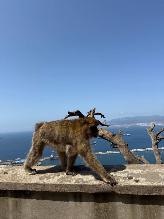 FOTO Majmuni su nam skakali po glavama na Gibraltaru i jeli iz ruke. Mame su pokazale zube