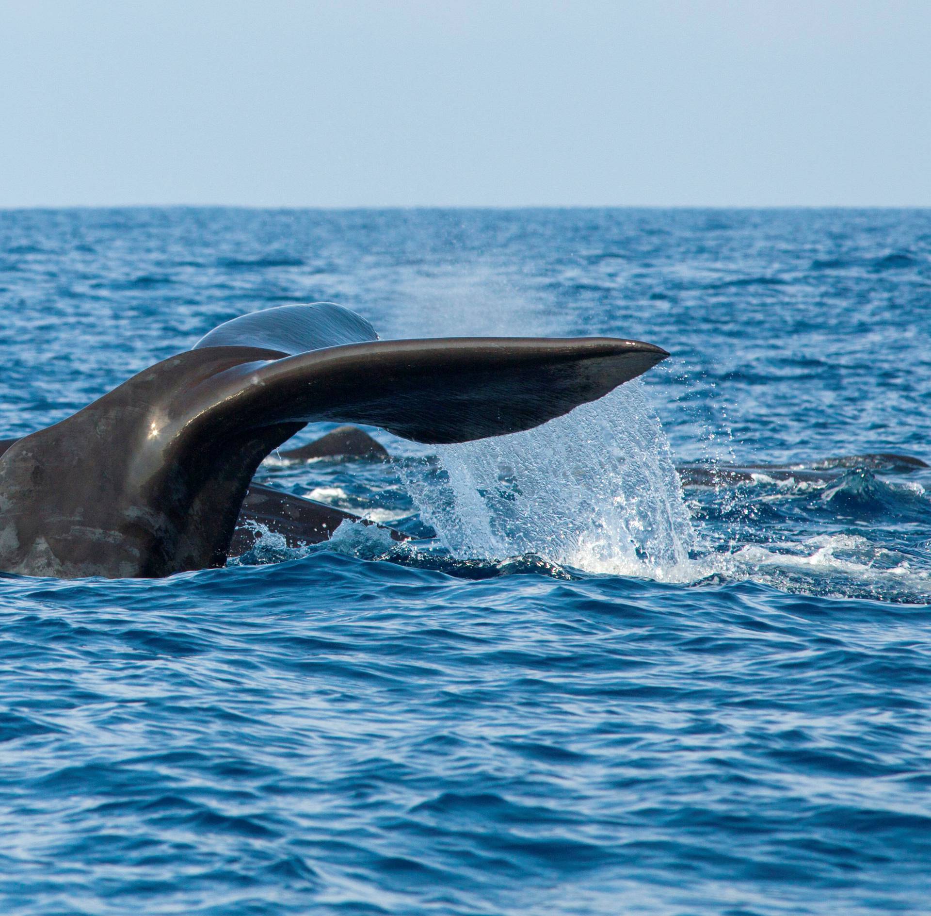 The fluke of a sperm whale sticks out of the sea as it dives among other resting whales off the coast of Mirissa