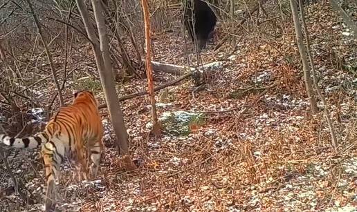 VIDEO Šokiralo ih je otkriće: Tigrovi love medvjede i hrane se njima. Zabilježile ih i kamere