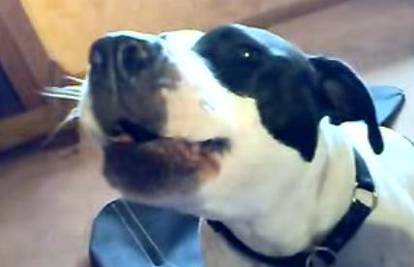 Pas pjeva kada mu gazda zasvira usnu harmoniku
