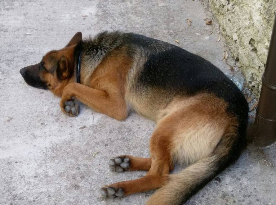 Medo je zbrisao, ali ga turisti i policajci vratili vlasniku...